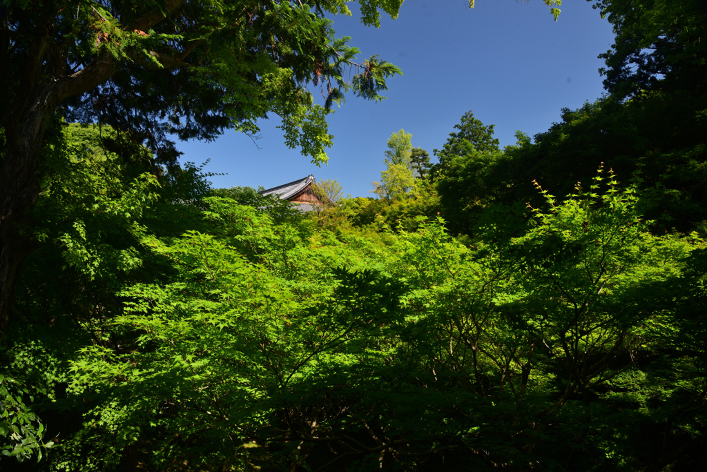 240525i東福寺13