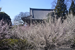 250314d智積院30