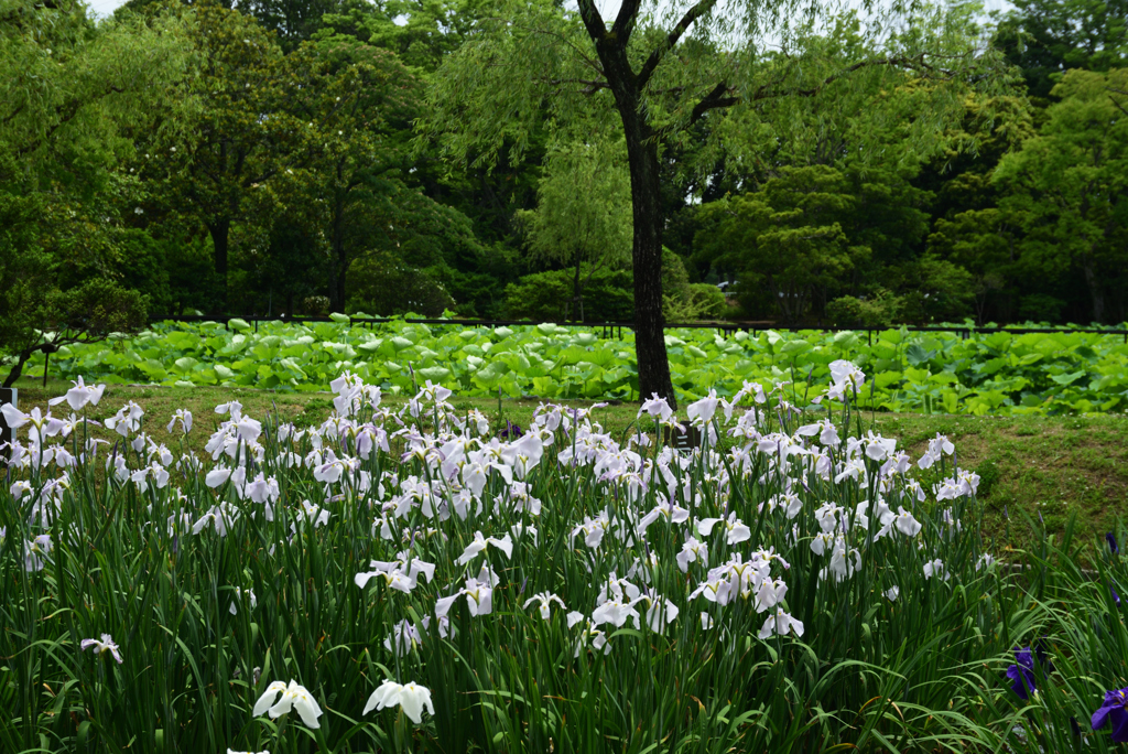 200615万博公園19