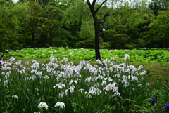 200615万博公園19