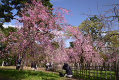 230327a京都御苑47