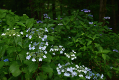 190618b大和民俗公園32