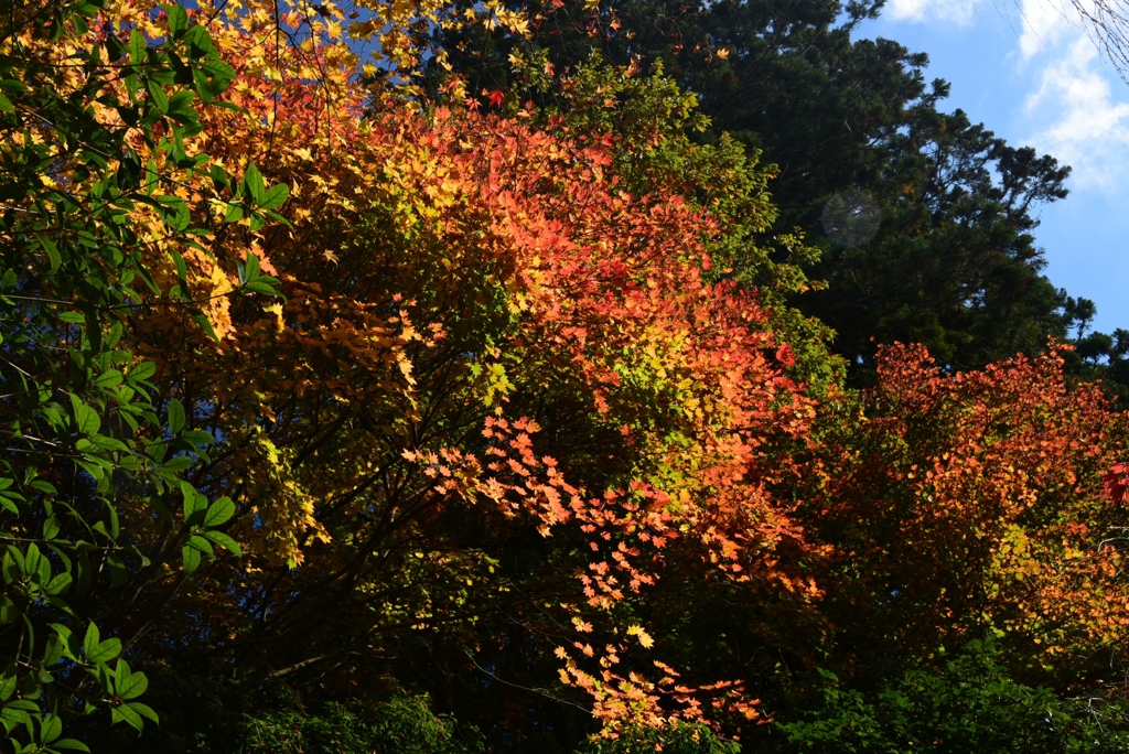 181107b延暦寺24