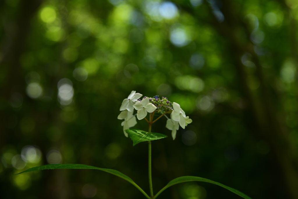 240603a山田池公園44