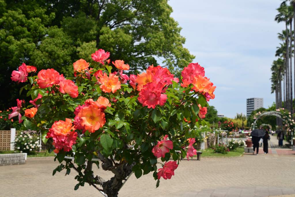 220510長居植物園23