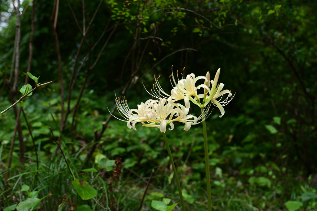 230919京都植物園20