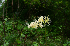 230919京都植物園20