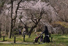 200321京都植物園17