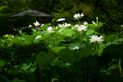 220711京都植物園22