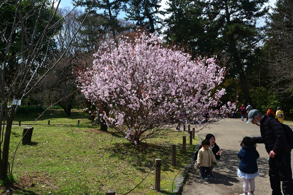 250330a京都植物園41