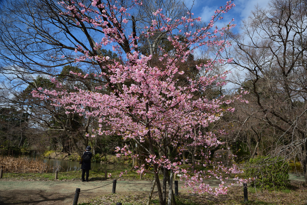 200303京都植物園41