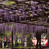 190427a葛井寺15