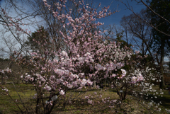210309京都植物園23