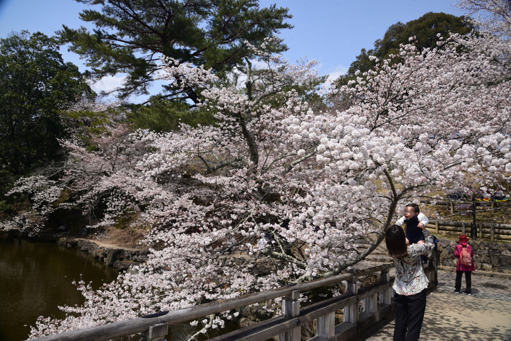 220330b奈良公園56