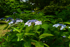 250617京都植物園20