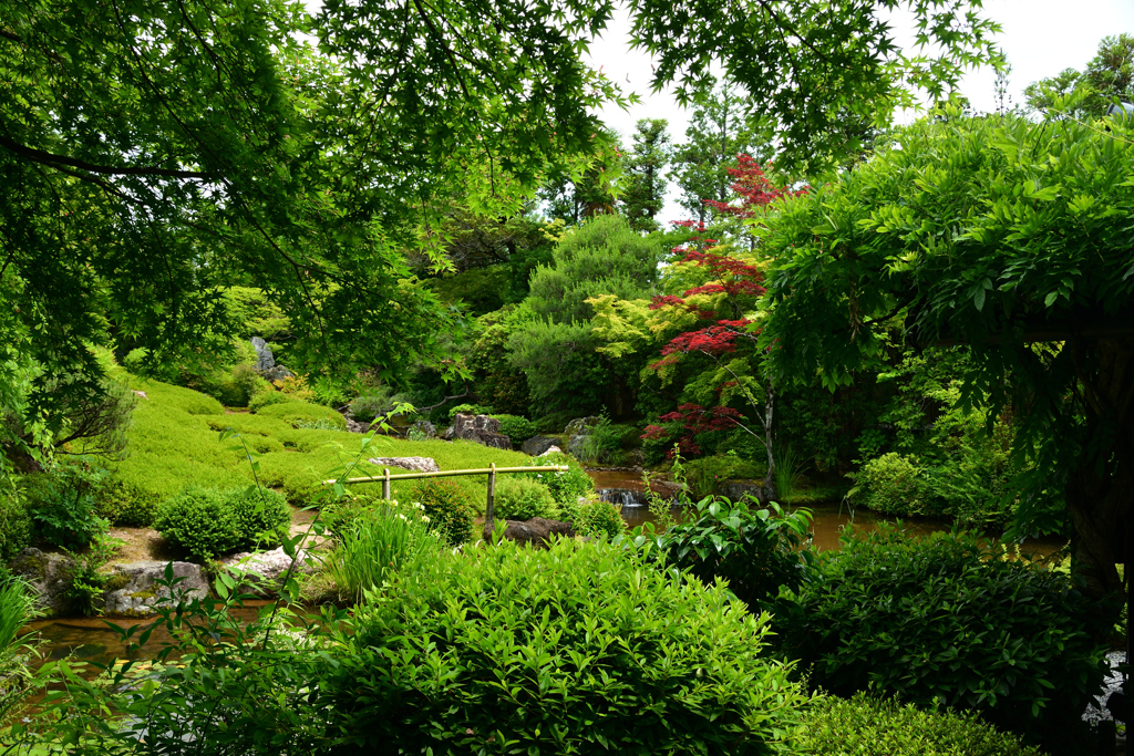250606妙心寺退蔵院41