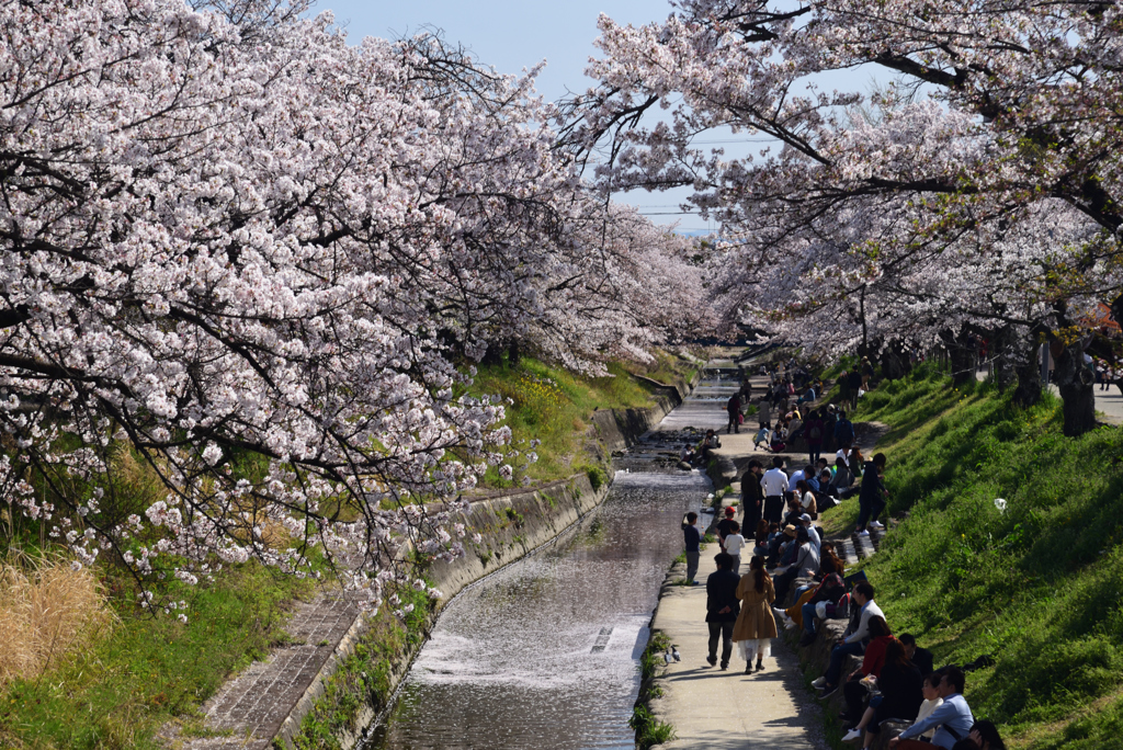 190409b高田千本桜27