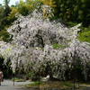 250418b平野神社18