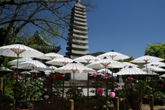 180419a乙訓寺09+