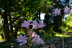 250902京都植物園53