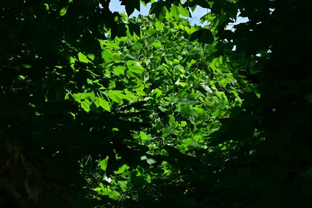 230702万博公園69