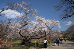 210323b京都植物園22