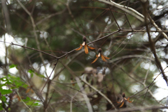 00119京都植物園31 00119京都植物園31