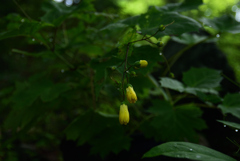 200805京都植物園04