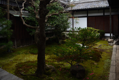 200122d宝鏡寺10 200122d宝鏡寺10