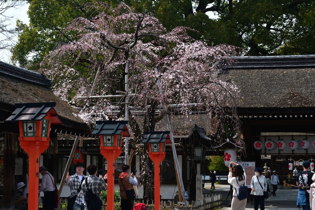 250325d平野神社23