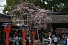 250325d平野神社23