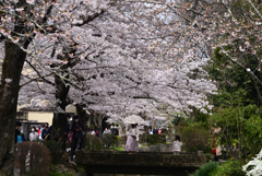 220402e哲学の道05