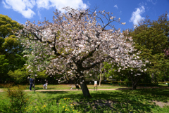 230409a京都御苑19