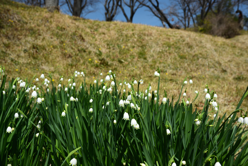 190320a市大植物園33
