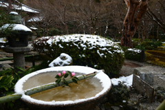 240125b圓光寺47