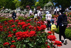 240511荒牧バラ公園14