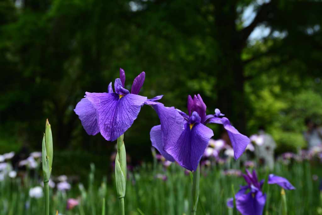 200604京都植物園19