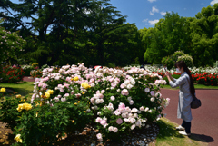 220518京都植物園59Matilda