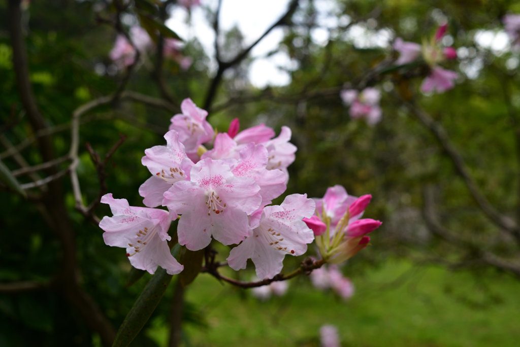 230411a京都植物園06