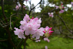 230411a京都植物園06