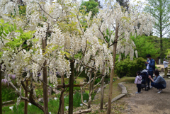 210424b萬葉植物園54
