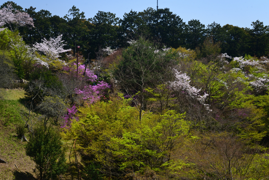 240410a石山寺33