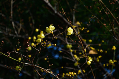 260117b平野神社09