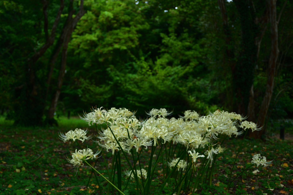 251003京都植物園08