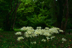251003京都植物園08