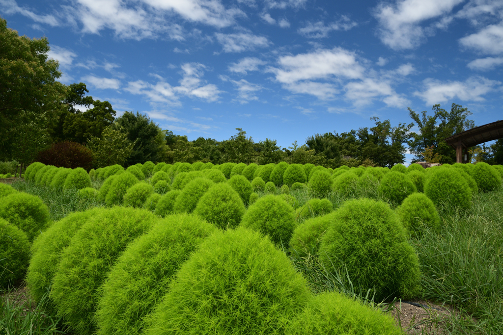 230811馬見丘陵公園41