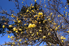 220209京都植物園39