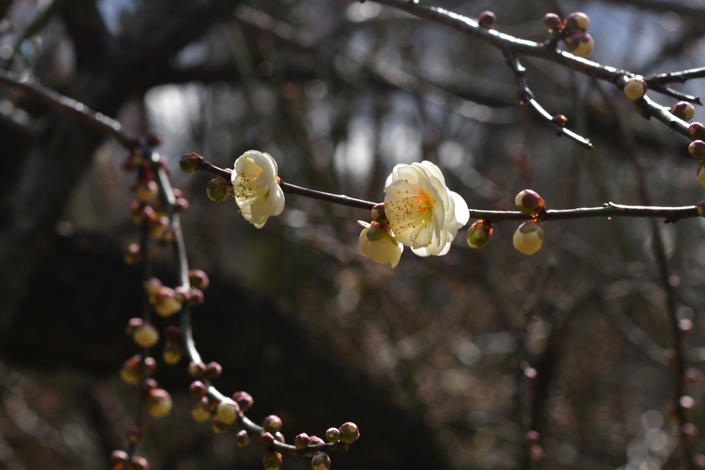 260131a京都植物園24