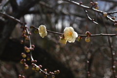 260131a京都植物園24