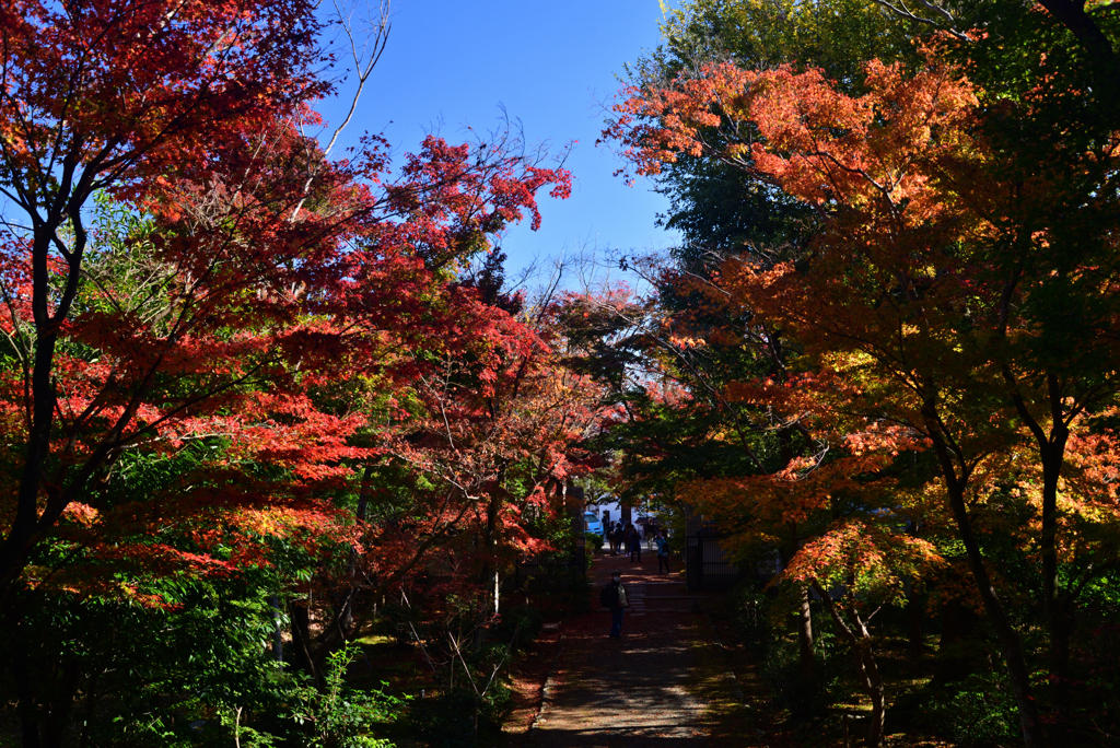 221125a浄住寺10